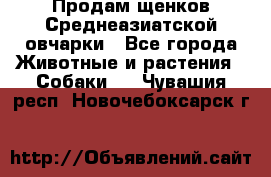 Продам щенков Среднеазиатской овчарки - Все города Животные и растения » Собаки   . Чувашия респ.,Новочебоксарск г.